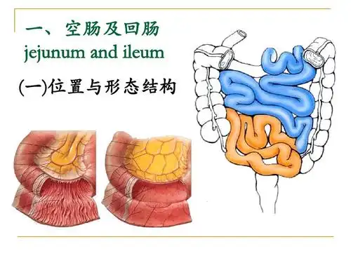 一,空肠及回肠 jejunum and ileum (一)位置与形态结构
