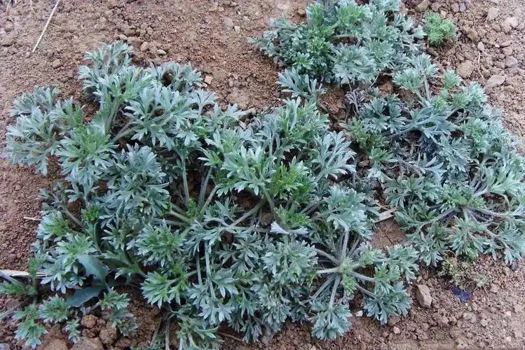 二月白蒿治百病