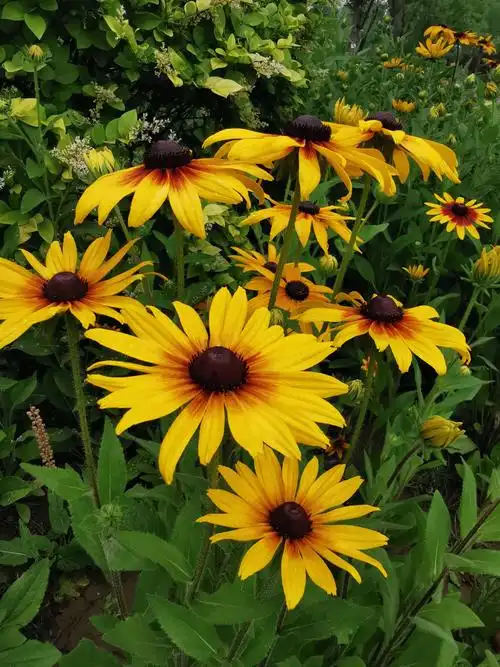 黑心菊,全名:黑心金光菊,又称黑眼菊,为菊科金光菊属多年生宿根草本