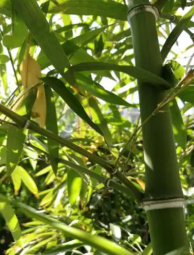 我家小院的青竹