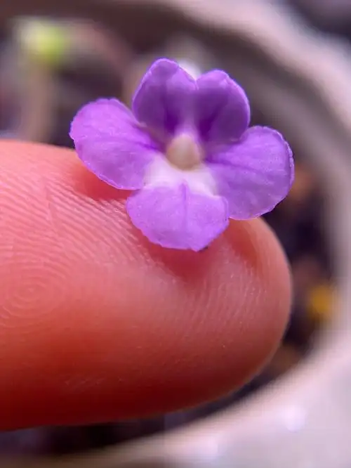 超级迷你岩桐开了朵超级小的花