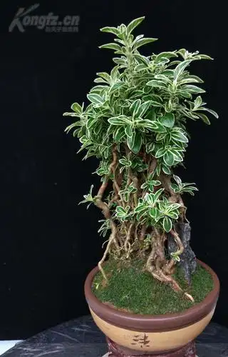 高提根金边六月雪老桩提跟一手托,桩型精致附石,清新脱俗,非常难得的