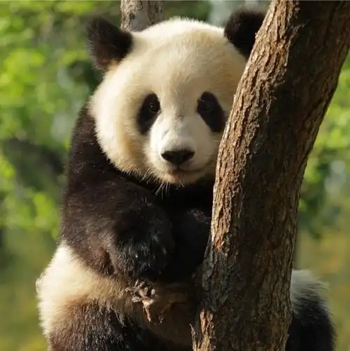 有可爱的熊猫头像吗