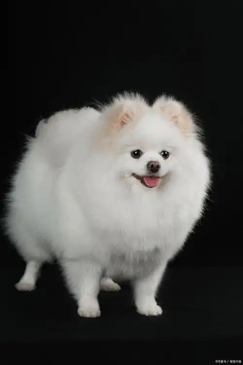 博美犬养护宝典:不可忽视的禁忌行为