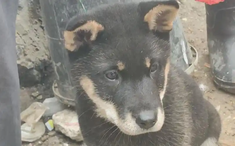 最高颜值的四眼土狗图片就是视频