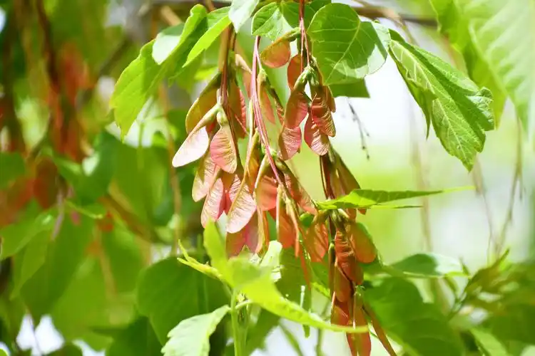 槭树果实很好看原创拍摄