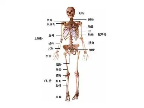 同形异义 | 骨子