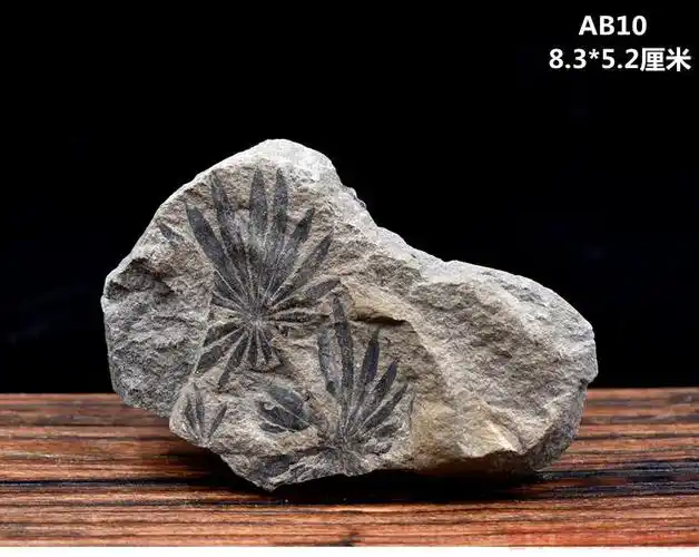 树叶化石天然植物化石远古生物化石标本原石头树叶化石摆件收藏绿色a