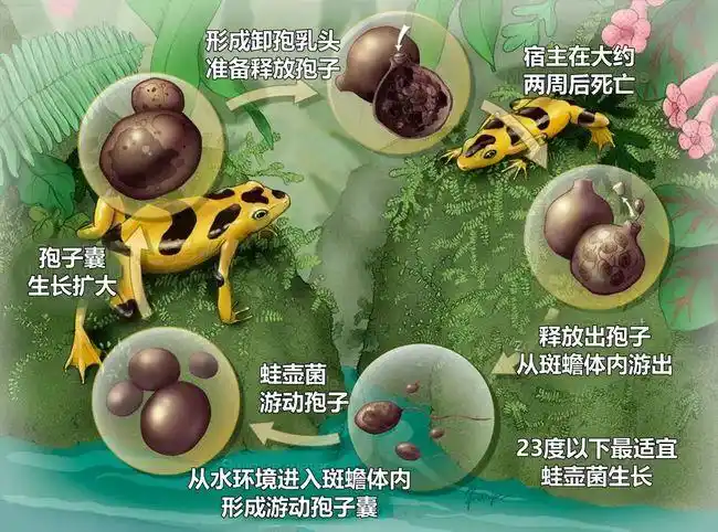 利用鞭毛,游动孢子在水中自由运动,在接触到蛙类/蟾蜍类的皮肤后,便能