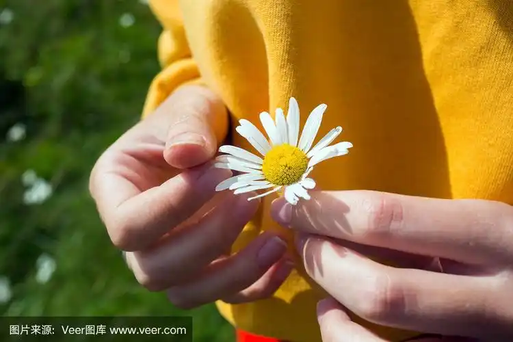 女孩手捧甘菊在草地在山上白色的雏菊
