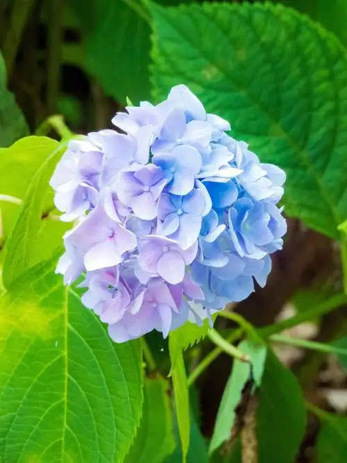 【免费商用绘画素材】植物篇 | 无尽夏绣球花