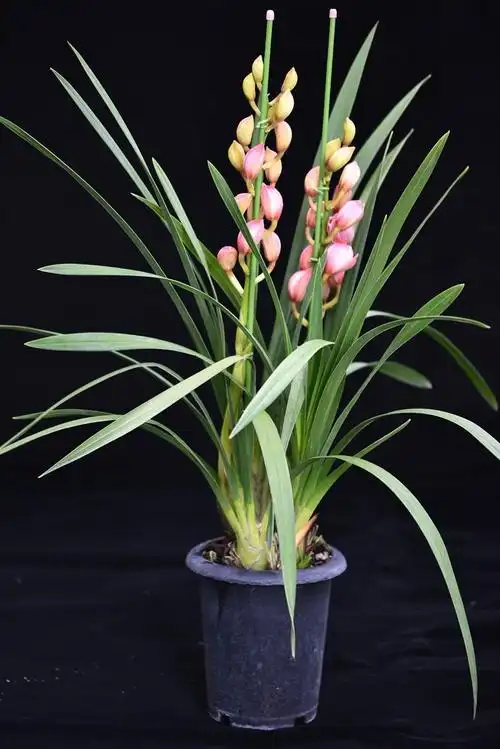 英茂大花蕙兰—粉冠军(全国包邮)