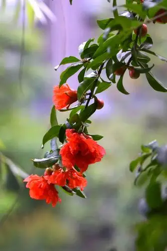 【一组火红的石榴花祝d7100论坛越办越兴旺摄影图片】生态摄影_太平洋