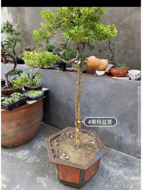 百年黄杨盆景迎客造型