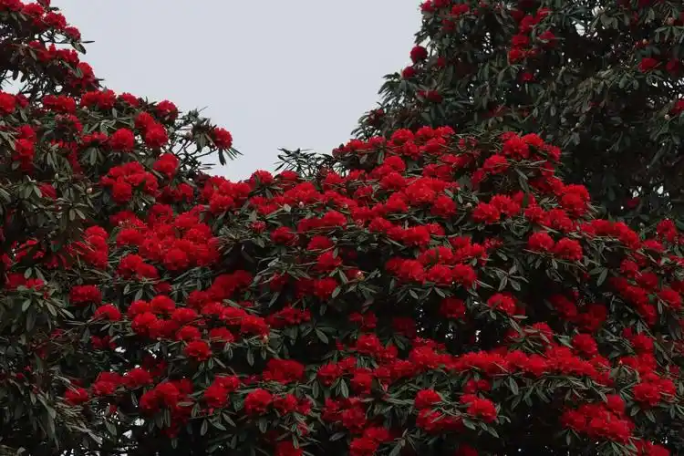 红艳艳一大片,这就是"映山红".