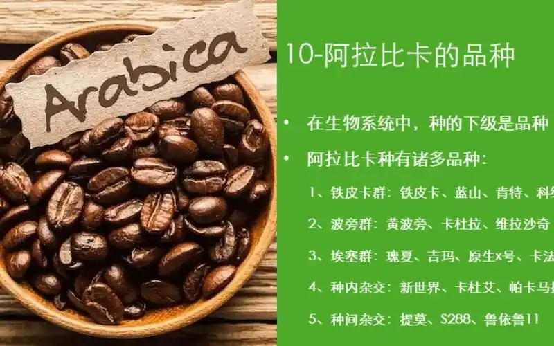 嗡嗡说咖啡第十集:阿拉比卡咖啡的品种