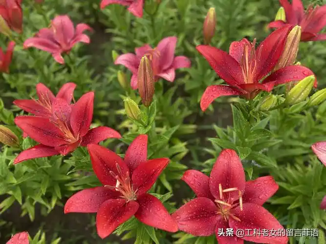 沈阳:热情似火的红色百合花