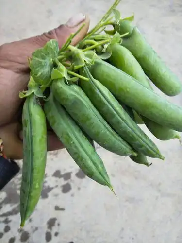 甜脆豌豆 12-14cm