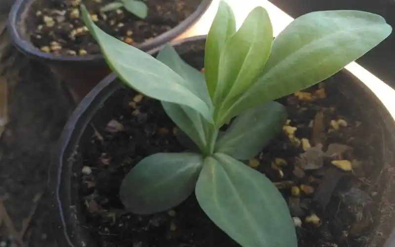 活动作品洋桔梗发芽记录15