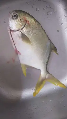 今早冒着大雨买回黄鲳鱼