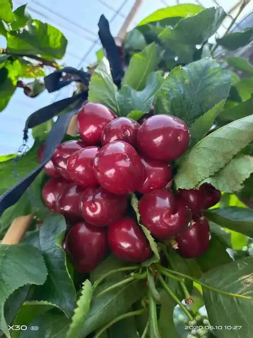 乌克兰2号樱桃苗价格 基地乌克兰2号樱桃苗多少钱一棵