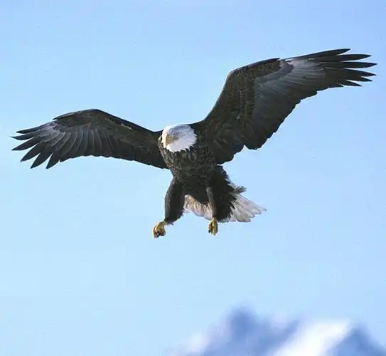 蓝天上的鹰