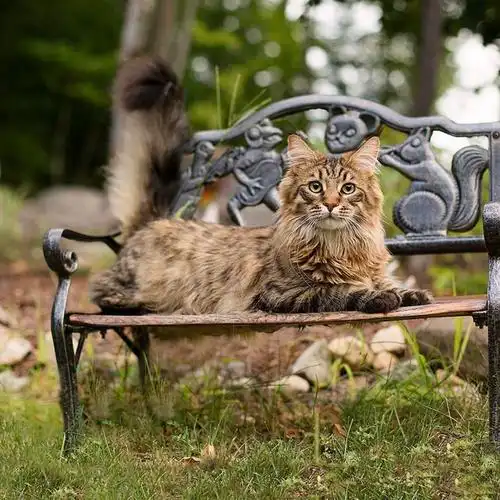 吸猫大会缅因猫willow