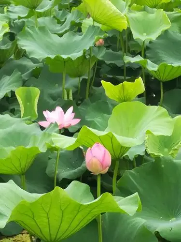 其它 赏荷花——2020年夏日 写美篇荷花是夏天的象征!荷花不仅外貌美!