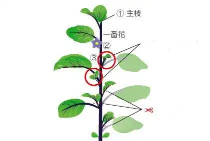 茄子种植日常管理方法盆栽茄子怎样分枝施肥浇水