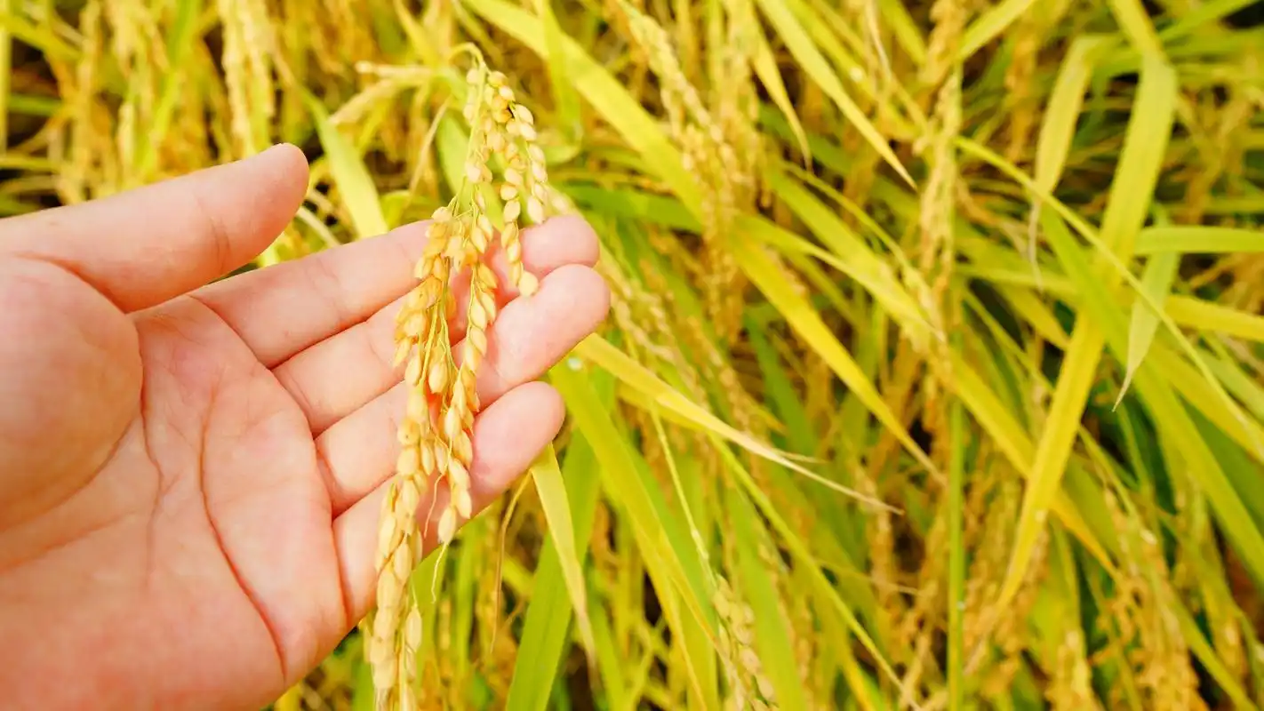 稻花香水稻图片,桌面背景图片,高清桌面壁纸下载 第9张