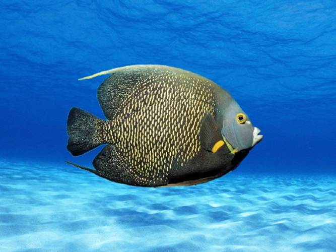 世界上最美丽的鱼都有哪些快来看看吧5个视频