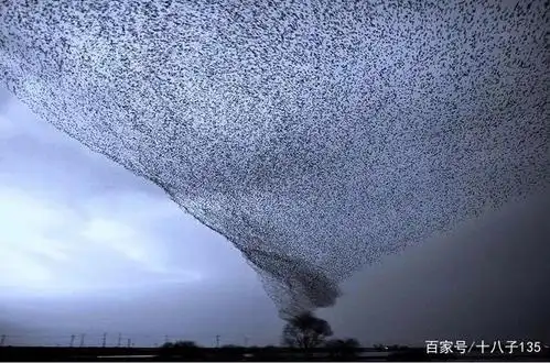 鸟群像极了龙卷风