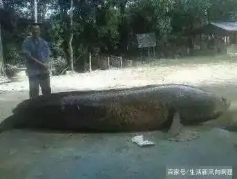 网络上出现5米长的黑鱼,有的网友还说见过更加长的