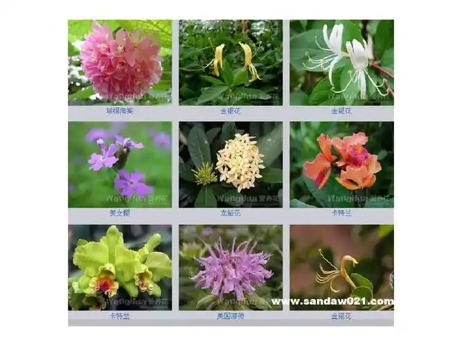 设计教案 常见花卉 花卉名称图片大全 花卉手册 园林绿化植物