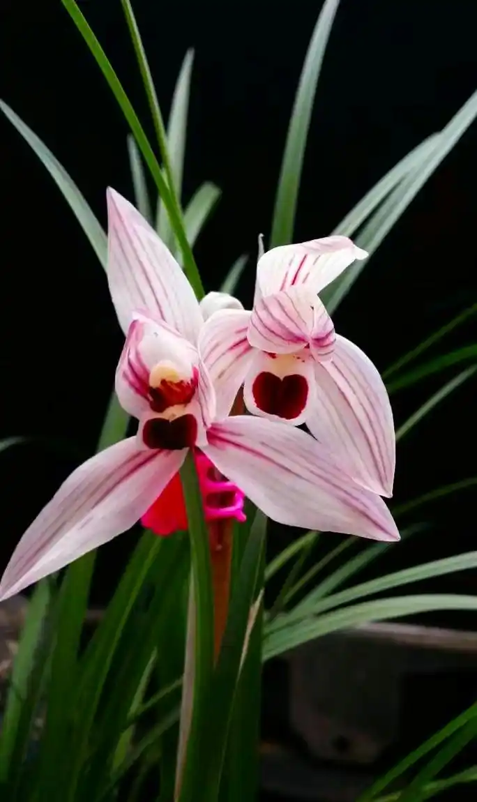莲瓣兰"心心相印"名字吉利,开花好看,香味不错,怎能不受欢迎