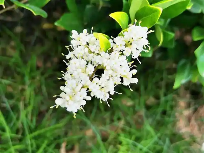 近日,市区各大游园里的金森女贞花开得正盛.