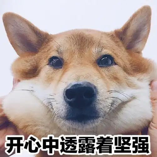 萌宠汪星人开心中透着坚强努力开心可爱憨憨gif动图_动态图_表情包