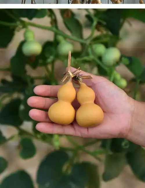 文玩手捻小葫芦种子 庭院阳台盆栽种植摆件品相好小葫芦籽易发芽