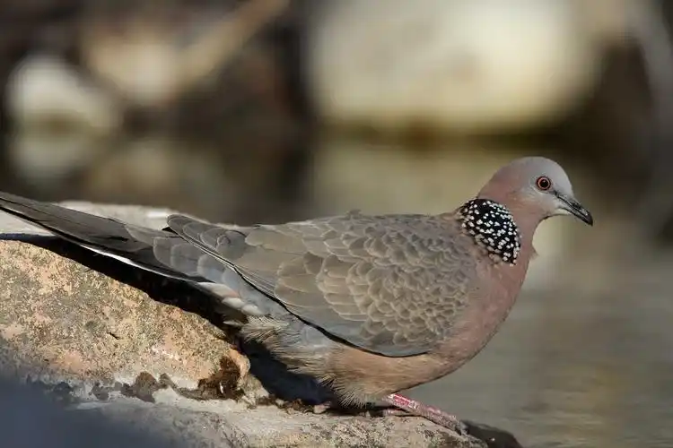 虎滩的珠颈斑鸠