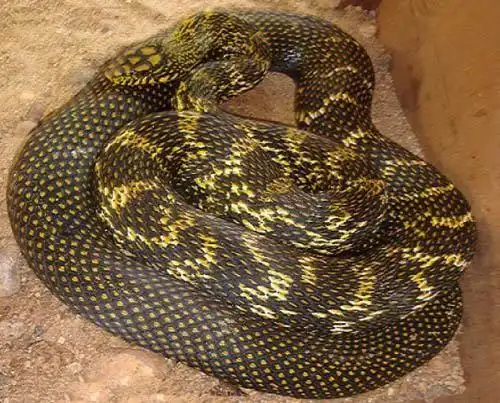 农村常见的无毒蛇中国农村常见十种无毒蛇