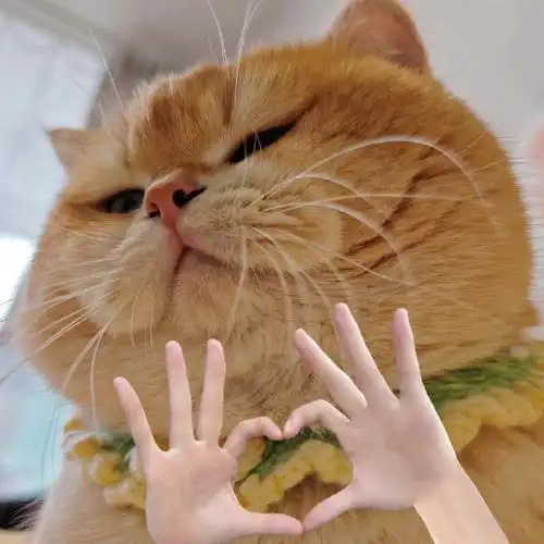 可爱猫咪表情包