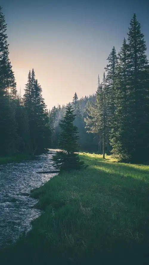 手机高清壁纸,无水印,草地