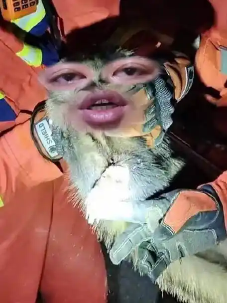 起猛了消防员见到鲁迅笔下的猹