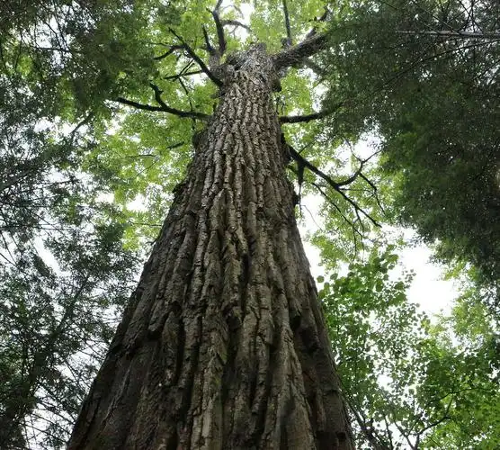 参天大树 摄影 三人