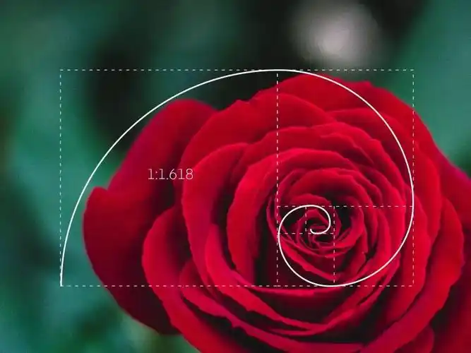 设计师不可错过的黄金比例指南