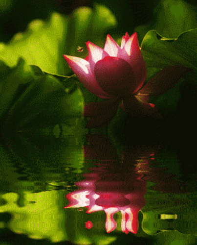 450_558竖版 竖屏gif 动态图 动图