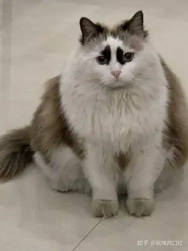 养一只很丑(无血统)的布偶猫是种什么样的体验?