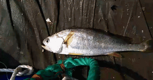 舟山渔民研制成功"活鱼神器",大黄鱼装进袋子30小时还活着!