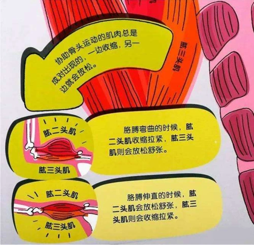 肌肉的收缩和舒张