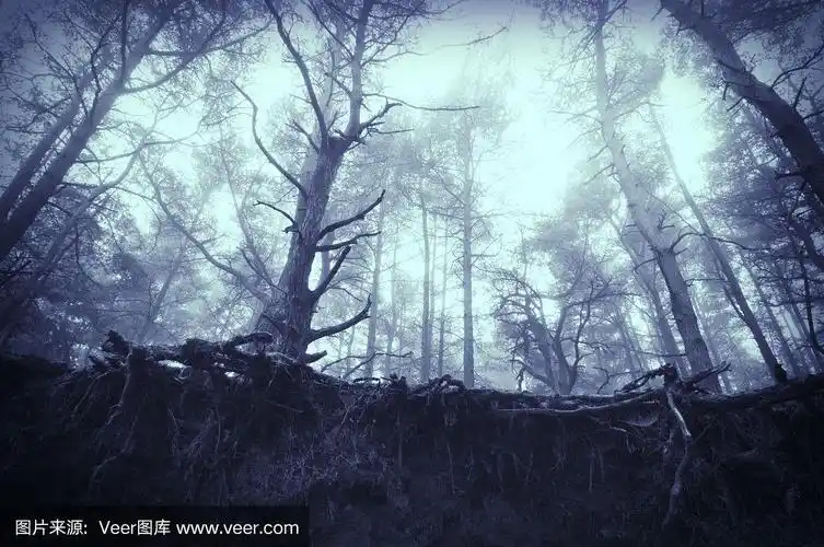 从一个坑向上看,进入阴森朦胧的森林